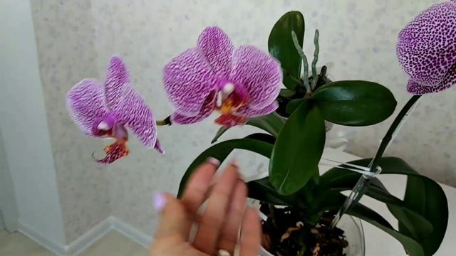 ДЕТКА ОРХИДЕИ ВЫПУСТИЛА ЦВЕТОНОС! Орхидея фаленопсис Phalaenopsis Variation. смотреть онлайн