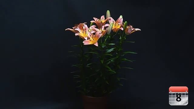 Passion Lily 'Ladylike' (potlily) смотреть онлайн