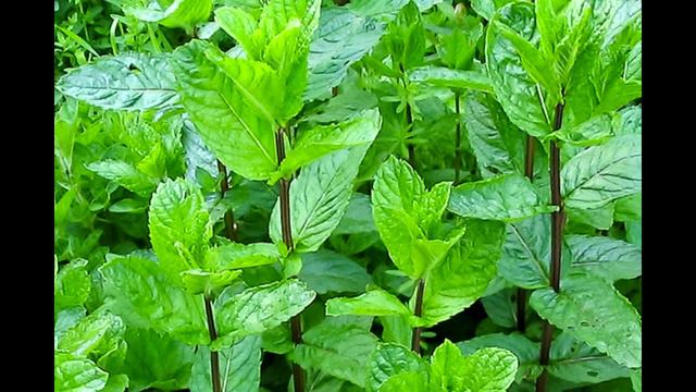 ТРАВЫ ДЛЯ ЖЕНСКОГО ЗДОРОВЬЯ