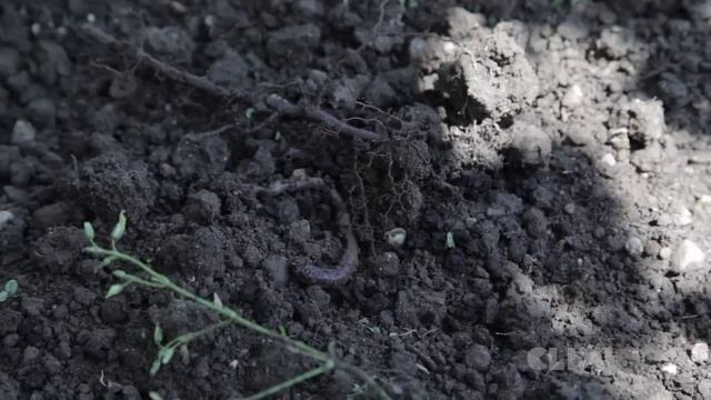 Wissensmix: Warum ist der Regenwurm so nützlich? смотреть онлайн