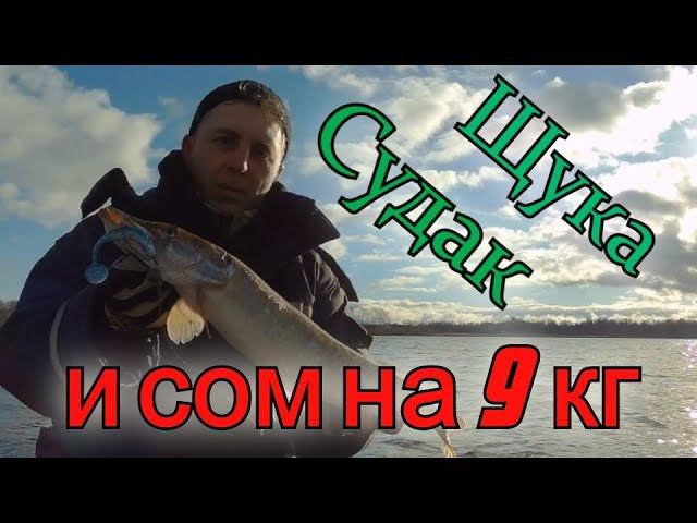 Щука, судак и сом на 9кг в ноябре на Волге