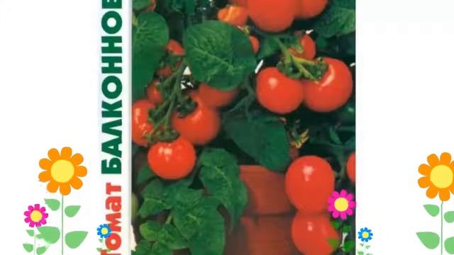 Томат Балконное чудо (Balkonnoe chudo). Краткий обзор, описание характеристик, где купить семена смотреть онлайн
