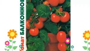 Томат Балконное чудо (Balkonnoe chudo). Краткий обзор, описание характеристик, где купить семена