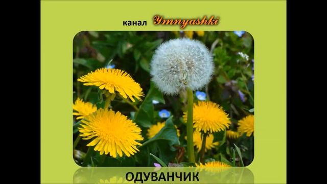 Изучаем цветы. Учим название цветов. Развивающее видео для детей с заданиями