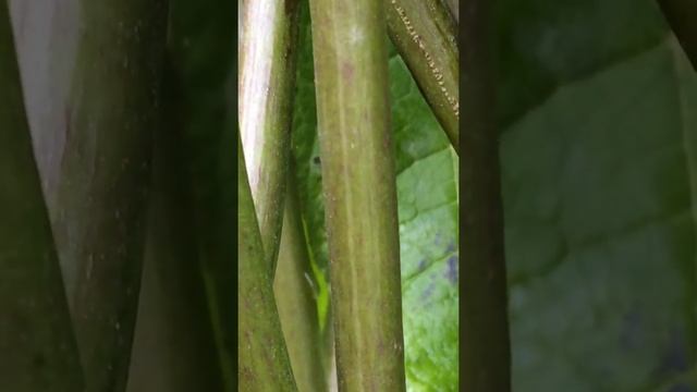 Indian bean tree (Catalpa bignonioides) - fruit close up - September 2017