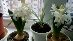 ГИАЦИНТЫ НА ПОДОКОННИКЕ