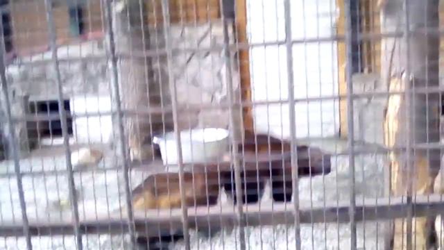 Две росомахи дерутся в зоопарке смотреть онлайн