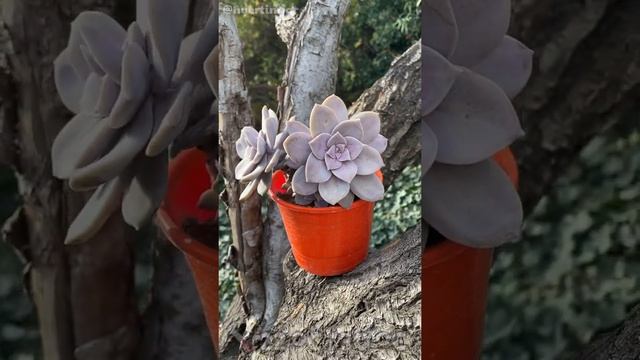 GRAPTOPETALUM SUPERBUM #shorts