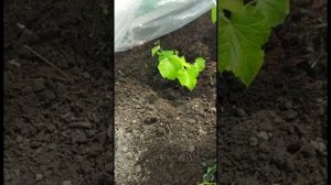 Секреты высадки огурцов в теплице. Избавляемся от муравьёв