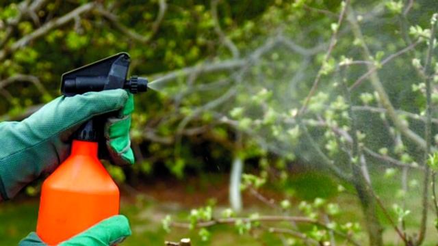 Чем опрыскать сад весной? Спасаем сад от болезней и вредителей. смотреть онлайн