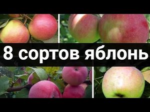 8 сортов яблонь, которые стоит посадить