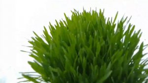 7 февраля. Гусëнок. Гуси.Куры.Метель.Буран