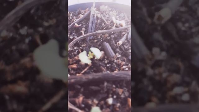 Lavender angustifolia seedlings from Greece ~ Lavandas angustifolia da Grécia