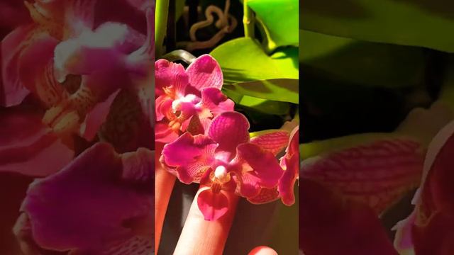 Baie de soare  Sunbath  Загораем  Zuza & Little butterfly  Phalaenopsis Orchid & Cat