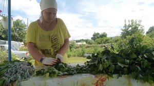 Заготовка веников для бани. Способ "капелька"