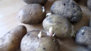 КАРТОФЕЛЬ ИЗ СЕМЯН. ПОЛУЧАЕМ СУПЕР-ЭЛИТУ