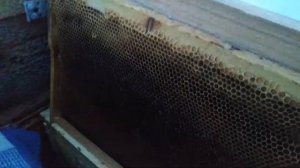 Холодная зимовка пчел в сибири. Уменьшаю вентиляцию.