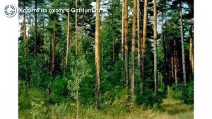 Охота в Владимирской области – Сергиевогорское охотхозяйство охота на лося в Владимирской области