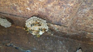 Шок, осиное гнездо перед носом / насекомые / итальянские осы