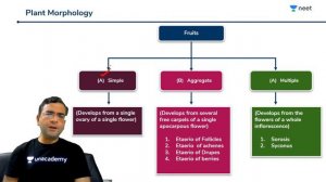 NEET: Plant Morphology - L12 | Class 11 | Live Daily 2.0 | Unacademy NEET | Pradeep Sir
