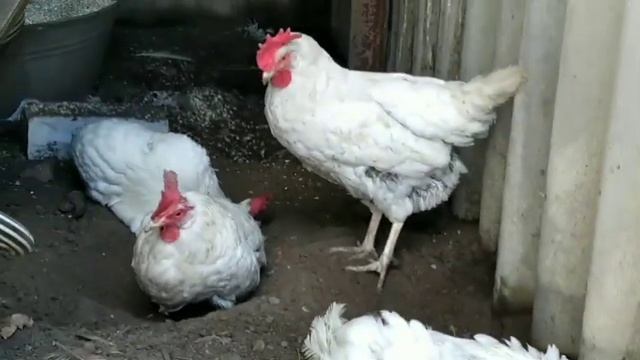 КОМПОСТНА ЯМА смотреть онлайн