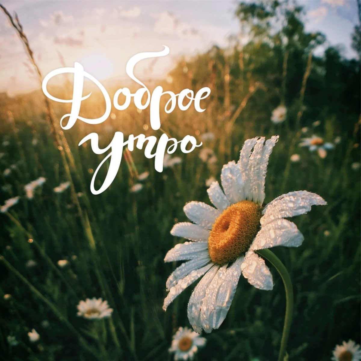 Доброе Утро! Утро Началось! Позитив с утра!