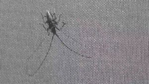 Жук с большими усами