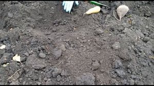 сажаю морковь и свеклу под зиму  на семена