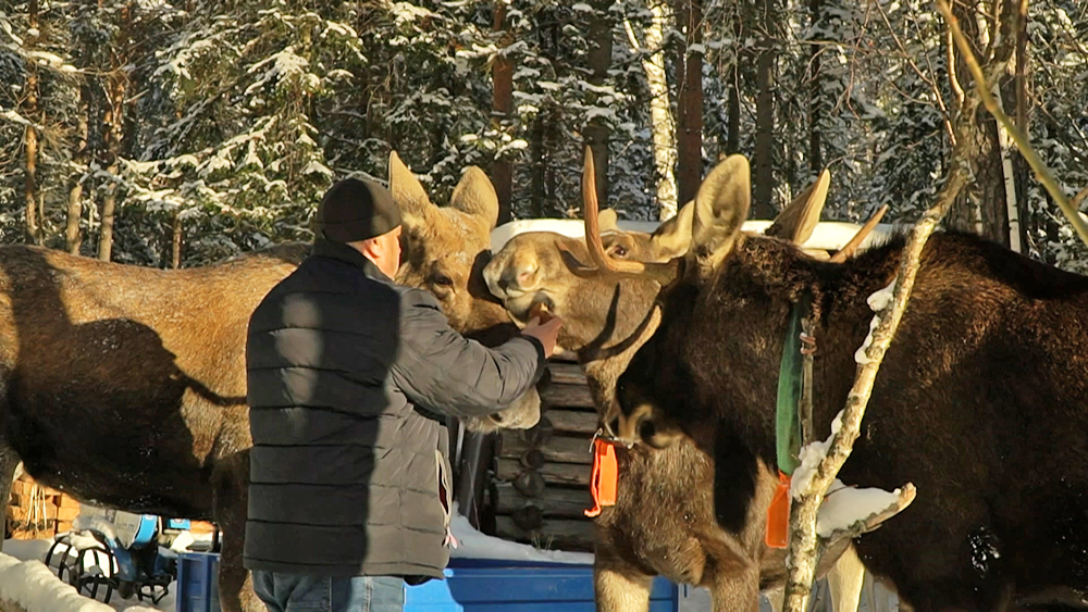В Челябинской области выхаживают пострадавших лосей / События на ТВЦ