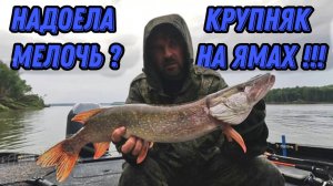 НАДОЕЛА МЕЛОЧЬ ? КРУПНЯК НА ЯМАХ !!! Рыбалка на Оби 9 августа 2024г.