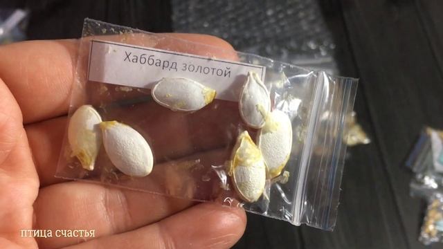 Экзотические сорта тыквы. Сквош-тыквы смотреть онлайн