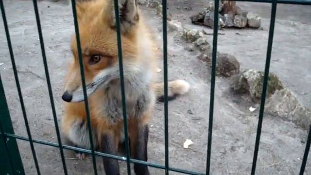 хромая лиса смотреть онлайн