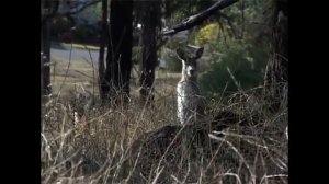Камиль Сен Санс "Кенгуру"
