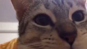 Кот чавкает мем