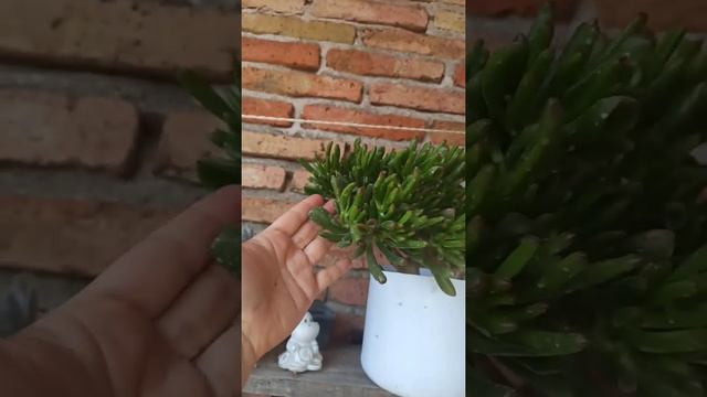 Oreja de Shrek/ Crassula Ovata Gollum