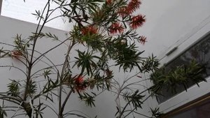 Каллистемон лимонный, красавчик из Австралии. #каллистемонлимонный#краснотычиночник