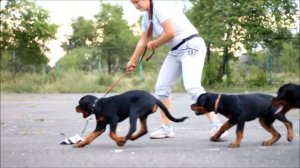 Щенки ротвейлера 4 месяца