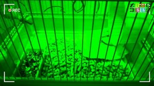 ЧТО ДЕЛАЕТ ХОМЯК В КЛЕТКЕ ЗАКРЫТЫЙ В ТЕМНОТЕ НА 24 ЧАСА.  КАК ВИДИТ ГРЫЗУН БЕЗ СВЕТА.