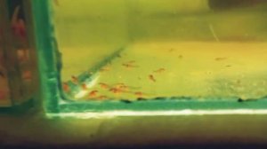 мальки сомиков коридорас золотистый и анциструс , в чём разница