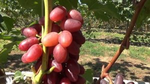 Гибридная форма винограда  Казанова