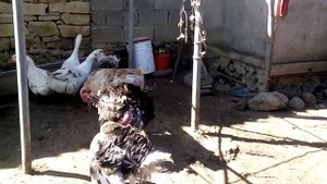 Fighting animals Индюк против Индюка Гусь против Индюка. бои животных