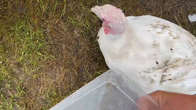 Спасаю Индюшек/Что творится в индюшатнике/Пора самок убирать/Индюки Биг-6 в четыре месяца смотреть онлайн