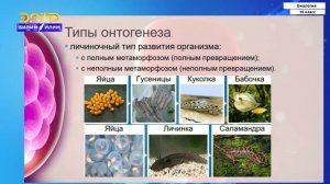 10-класс | Биология | Онтогенез-индивидуальное развитие организма