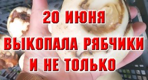20 июня. Выкапываю рябчики императорские и не только