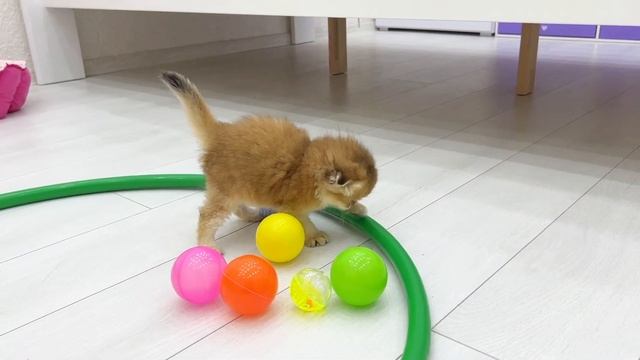 A sweet kitten taught a cat to play colored balls смотреть онлайн