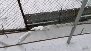 Укрыл виноград на зиму спанбондом