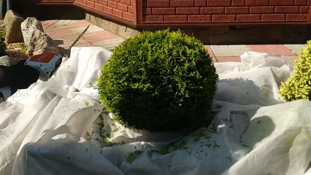 Обрезка хвойных и лиственных растений.Формировка и прореживание кроны. смотреть онлайн