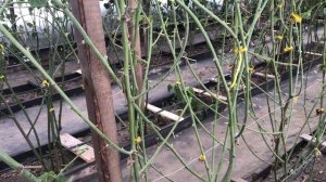 Ежевика Тройная корона - зимняя обрезка