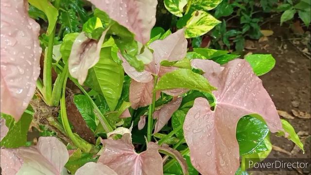 Pink Syngonium - How to keep the leaves Pink & Bright смотреть онлайн
