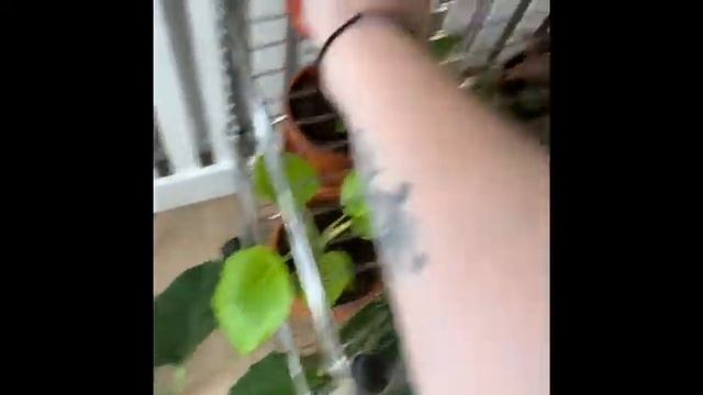 Marantaceae Plant Tour June 2020 // Calathea, Stromanthe, Ctenanthe, Maranta смотреть онлайн